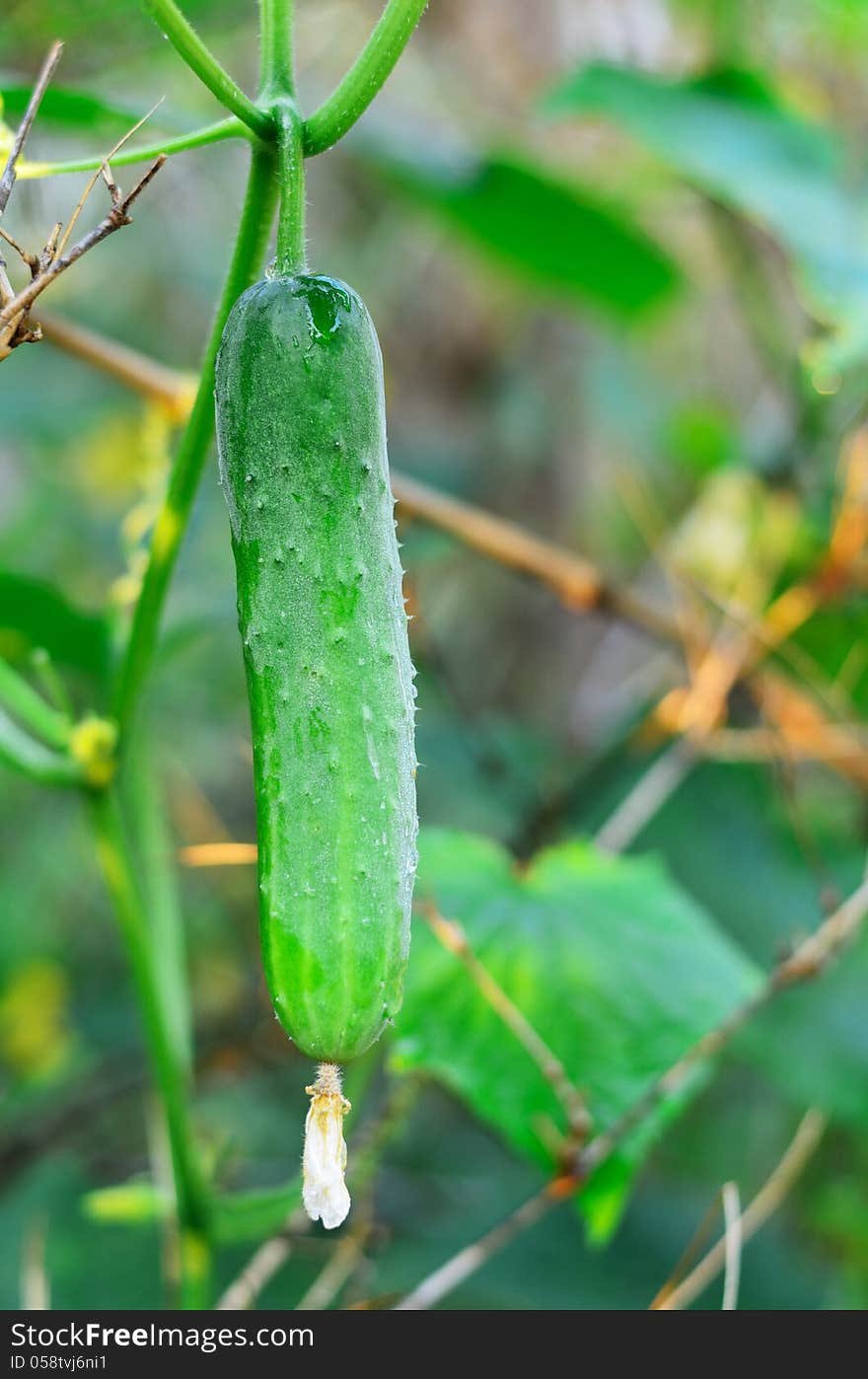 Fresh Cucumber in crop outdoor