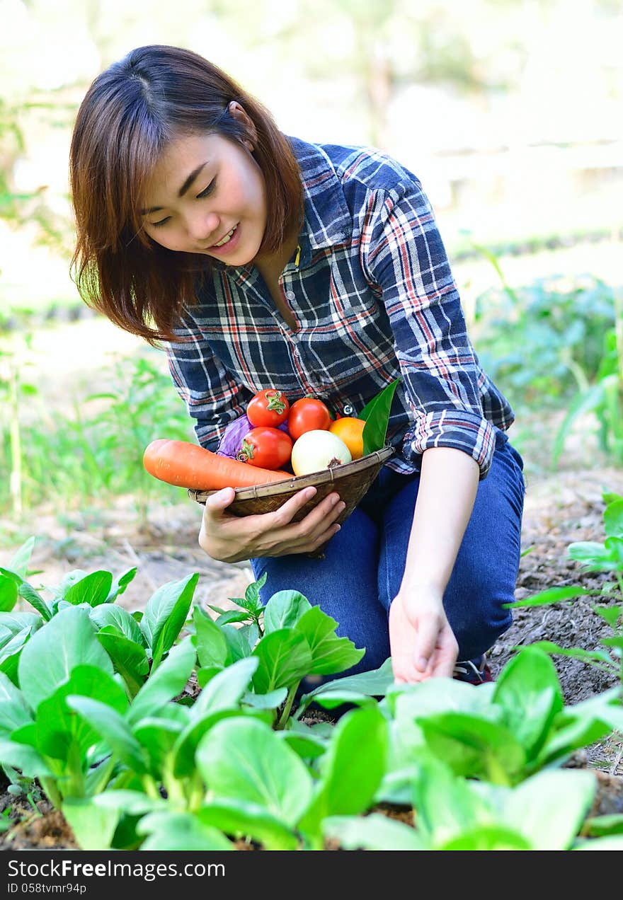 Harvesting organic vegetables