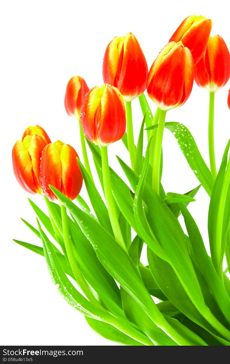 Colorful spring Tulips isolated on white background. Colorful spring Tulips isolated on white background.