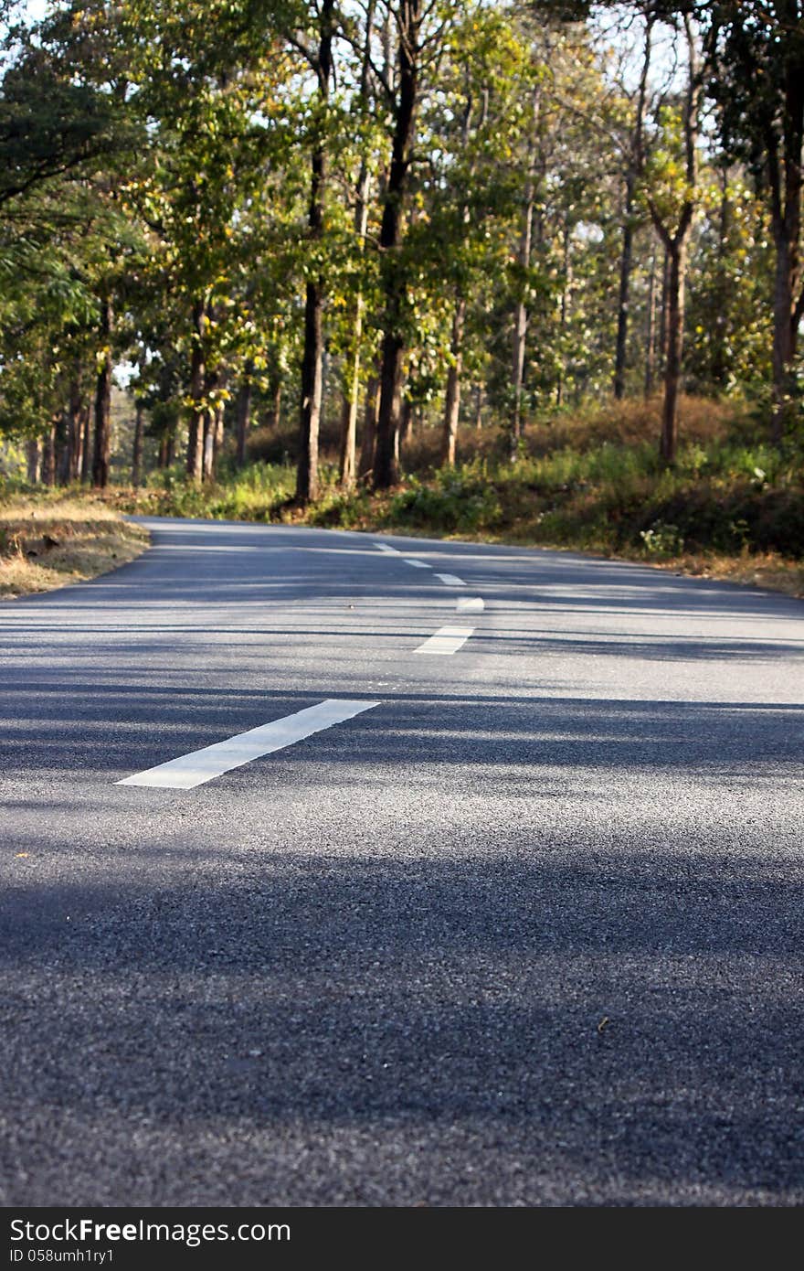 Tar road inside forest region. Tar road inside forest region