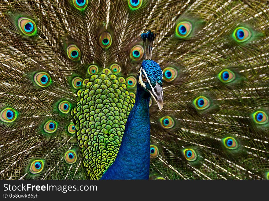 A peacock showing off it's colors.