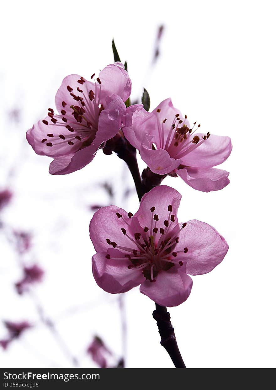 Peach-tree flowers