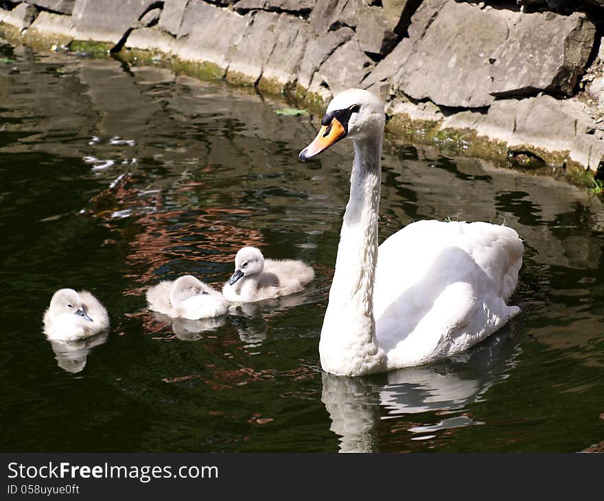 Swan family swimming in the like