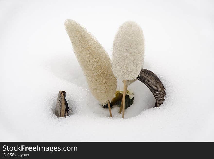 Dried flowers surrounded by snow