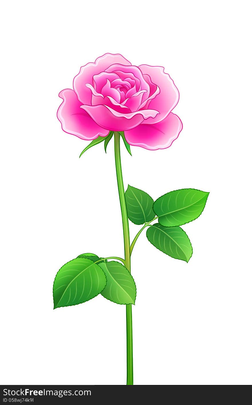 Pink rose - EPS10 vector illustration. Pink rose - EPS10 vector illustration