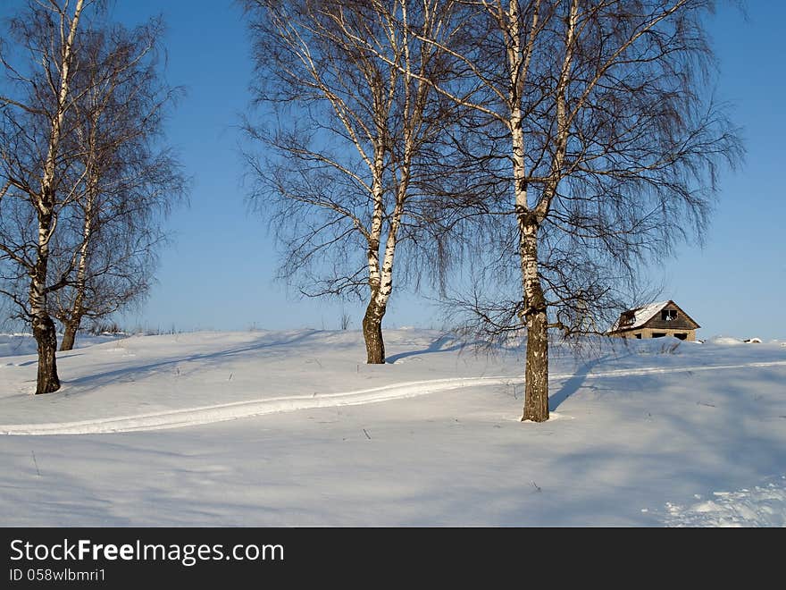 Bare birches on a hill