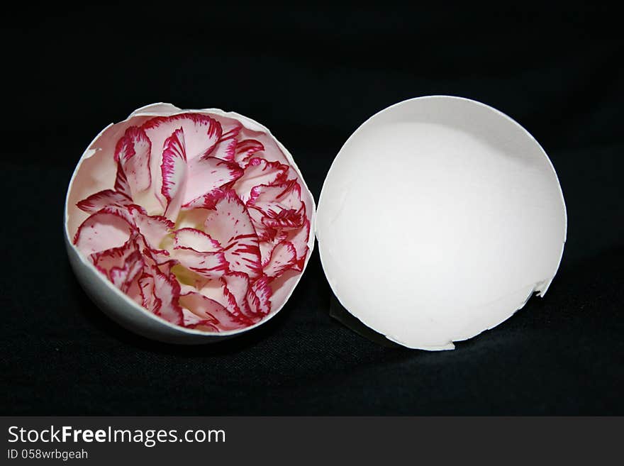 Pink carnation inside a shell of an egg. Pink carnation inside a shell of an egg.