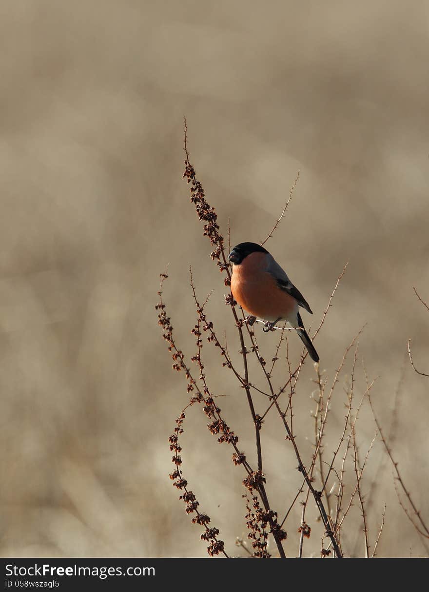 View of a male bullfinch eating seeds against a out of focus background. View of a male bullfinch eating seeds against a out of focus background.