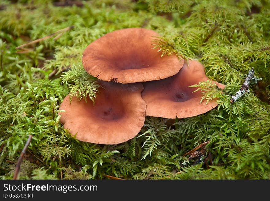 Three cute edible mushroom hiding in the grass. Three cute edible mushroom hiding in the grass