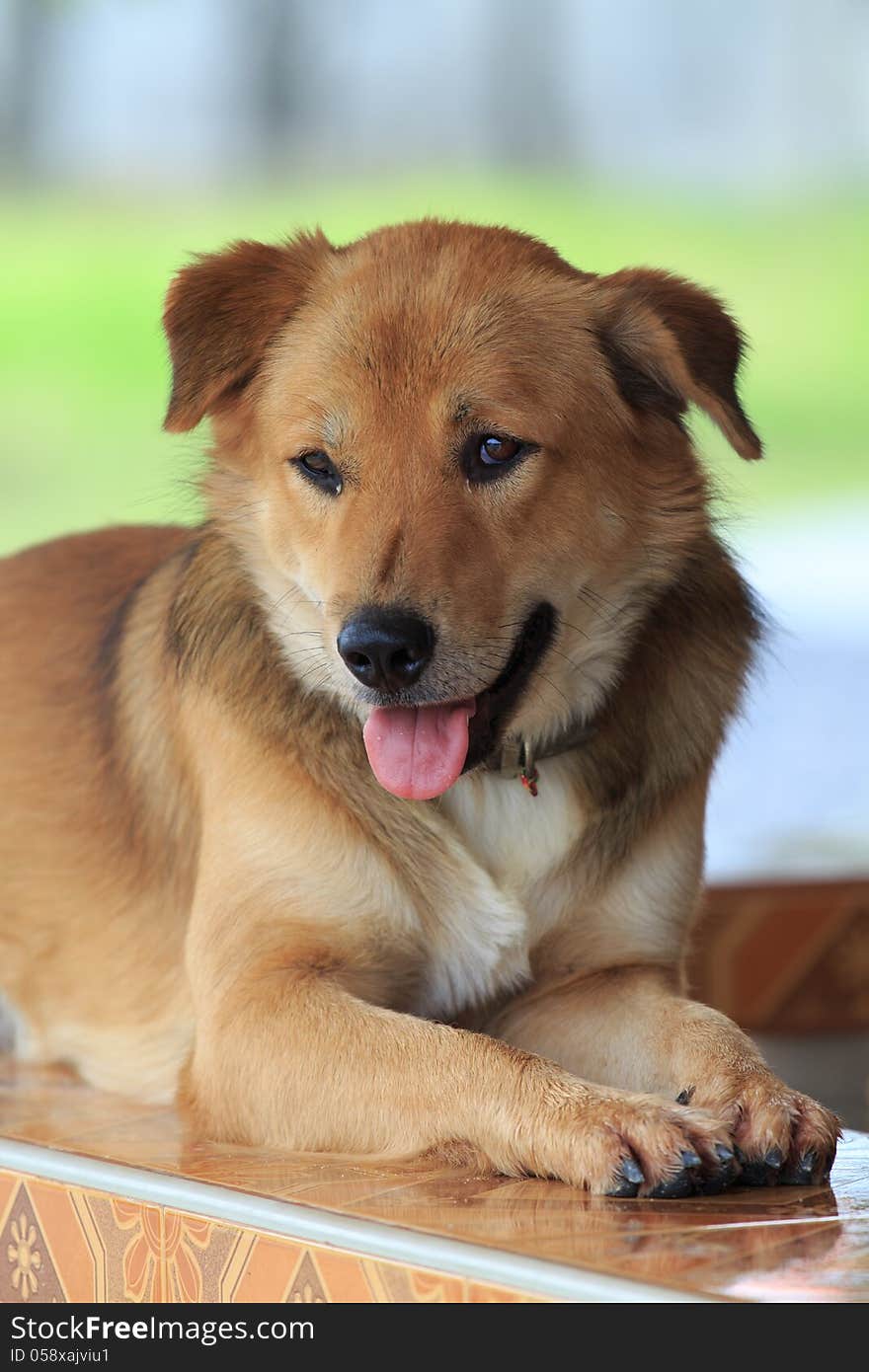 Thai dog laying on the ceramic bench looking at the camera.