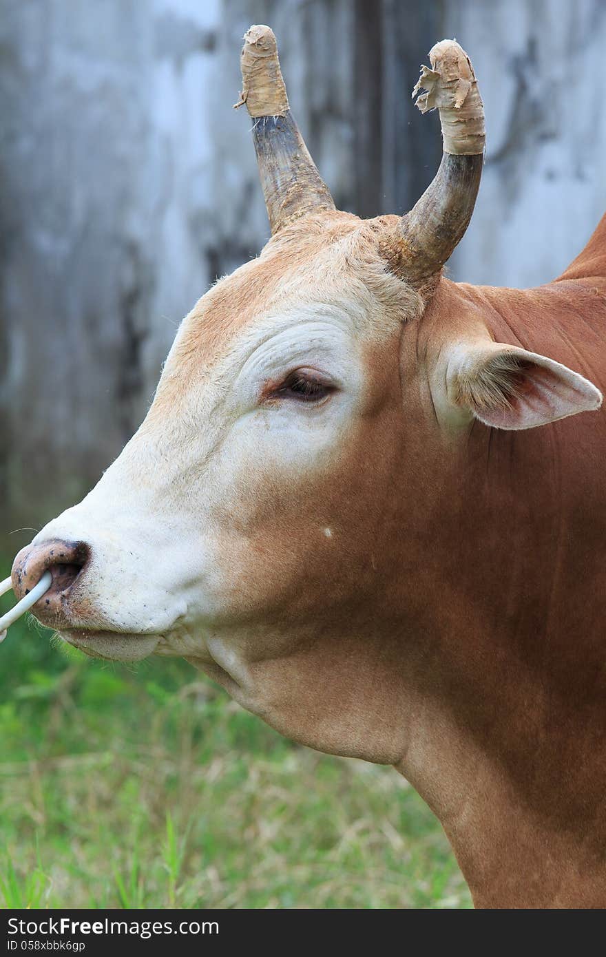 Close Up Red Cow Face in the farm