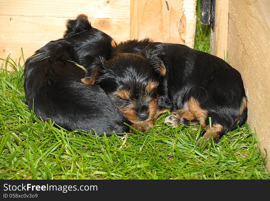 Yorkshire terrier puppy sleeping on the gras in garden