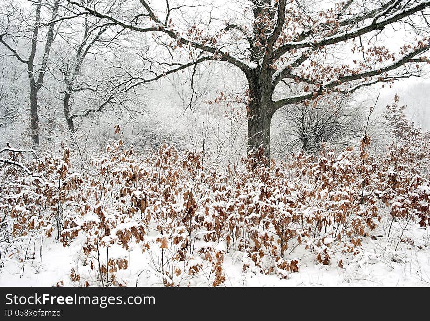 Forest in snowstorm