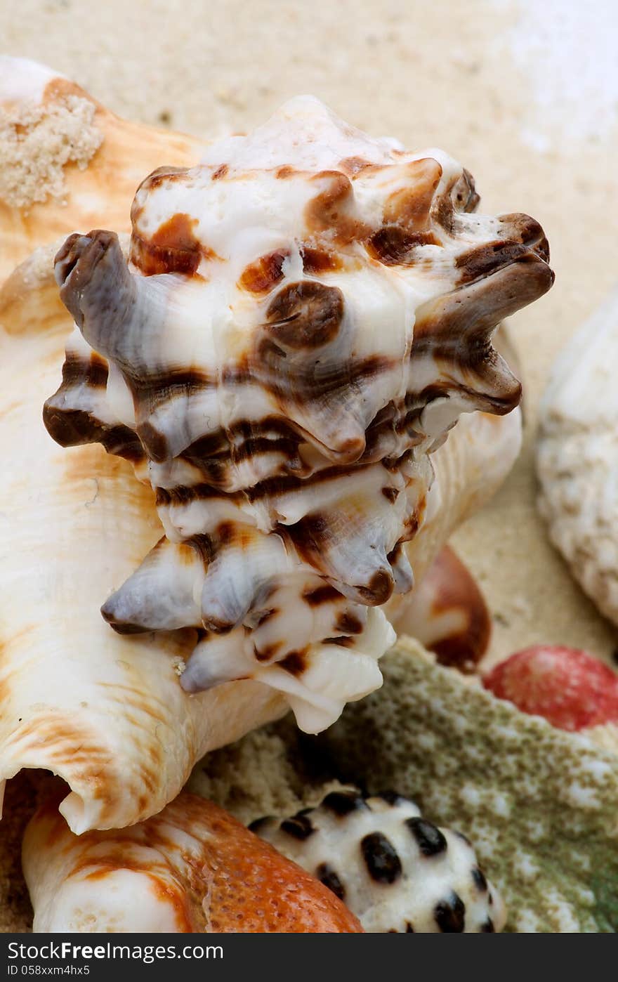 Conch Shells and Corals Pieces