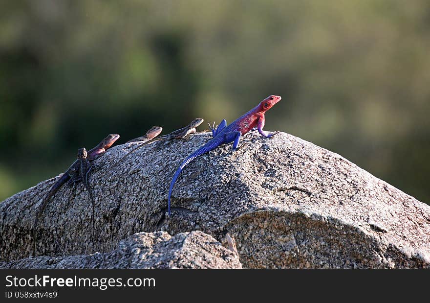 Five colorful lizards resting on rock in Tanzania, Africa. Five colorful lizards resting on rock in Tanzania, Africa