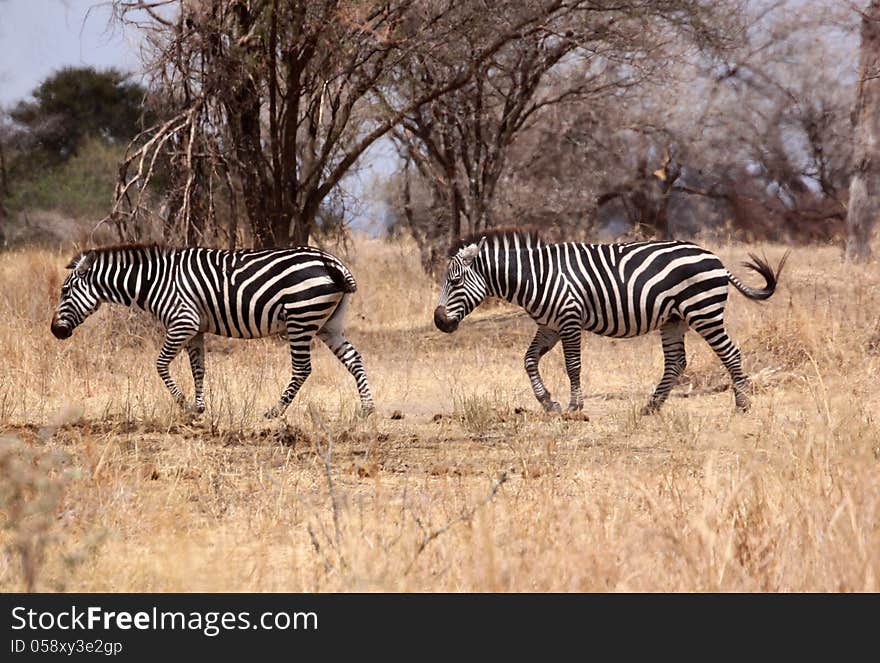 Two zebras on savannah in Tanzania, Africa