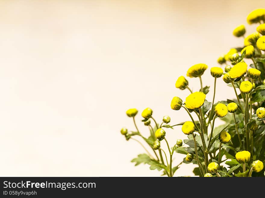 Chrysanthemum flower with empty background