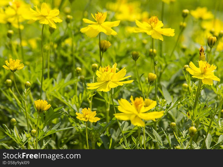 Cosmos flower