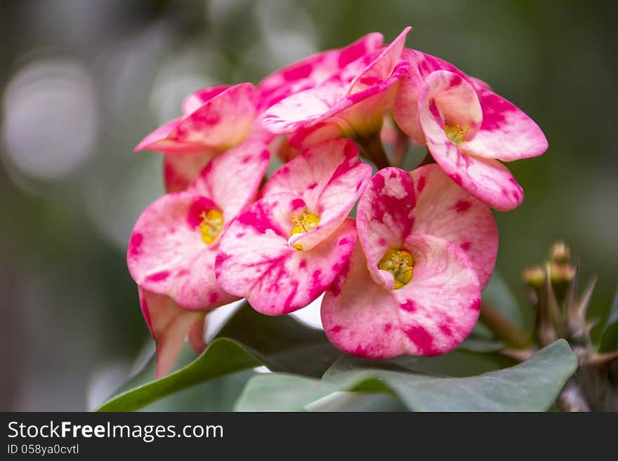 Euphorbia milii flower with blurred background