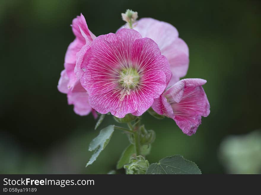 Hollyhock flower