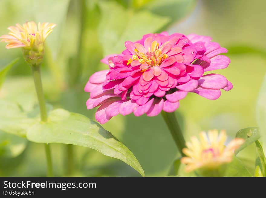 Zinnia Flower