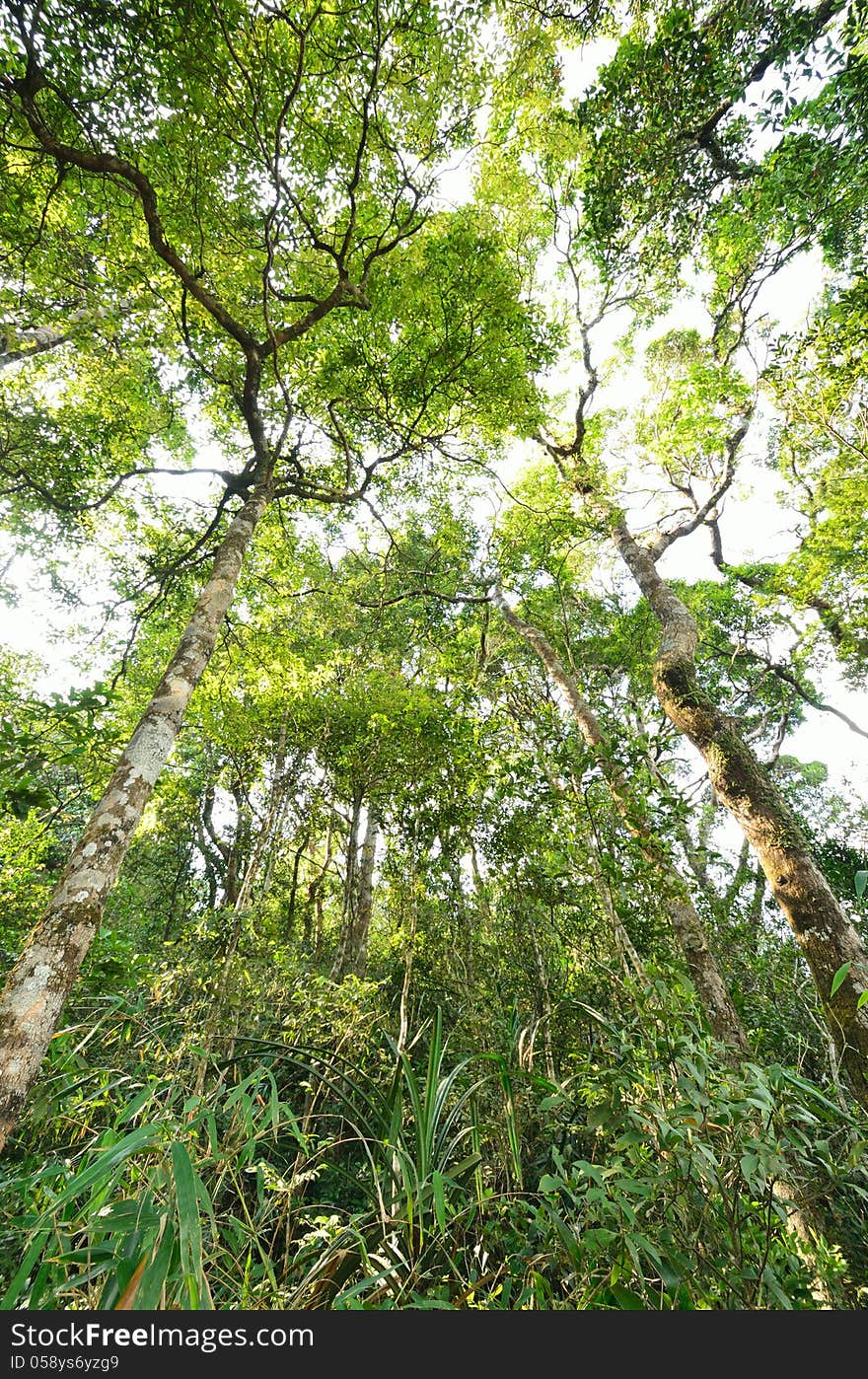 A Tropical Rain forest in Thailand