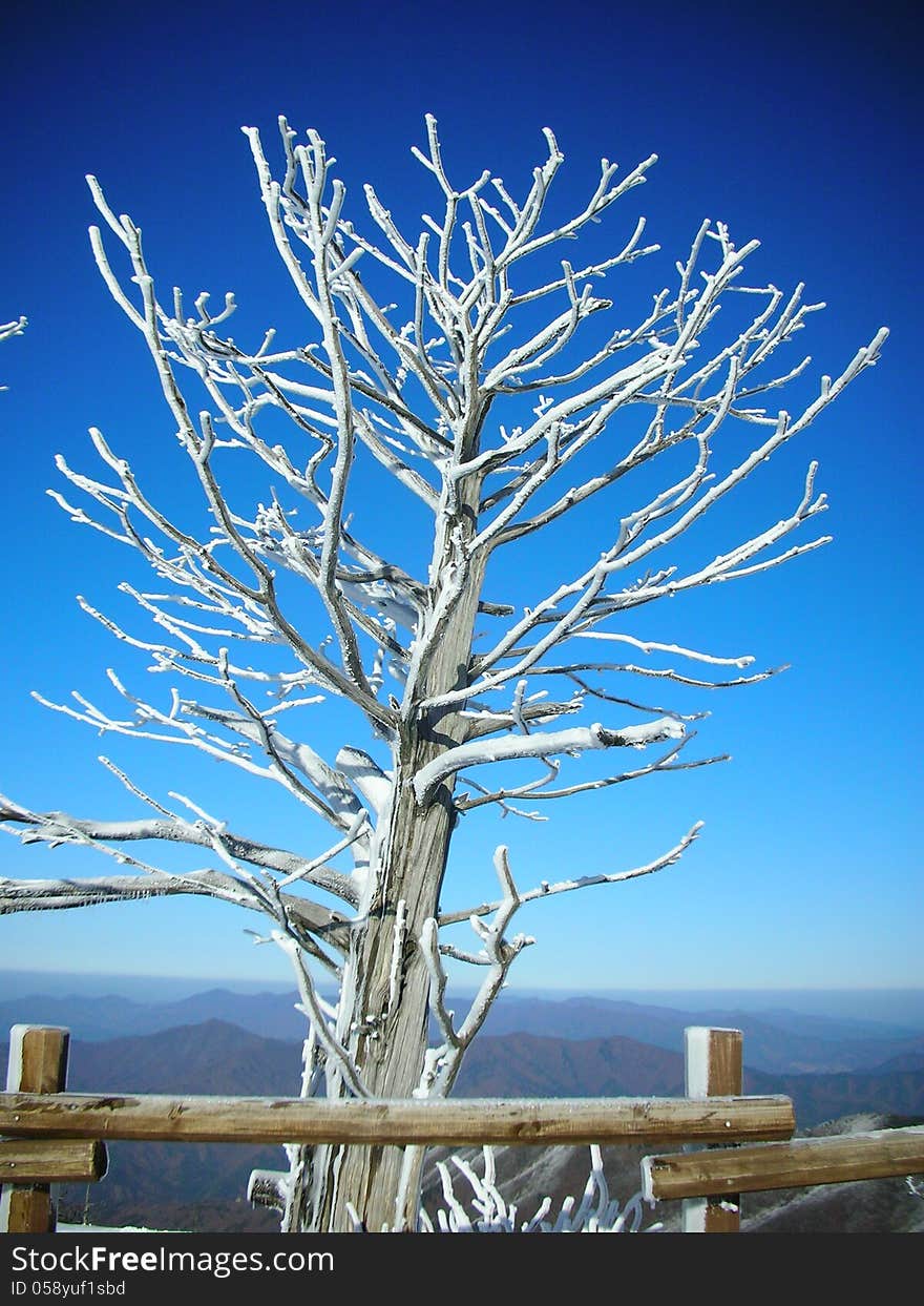 Snowy Branches