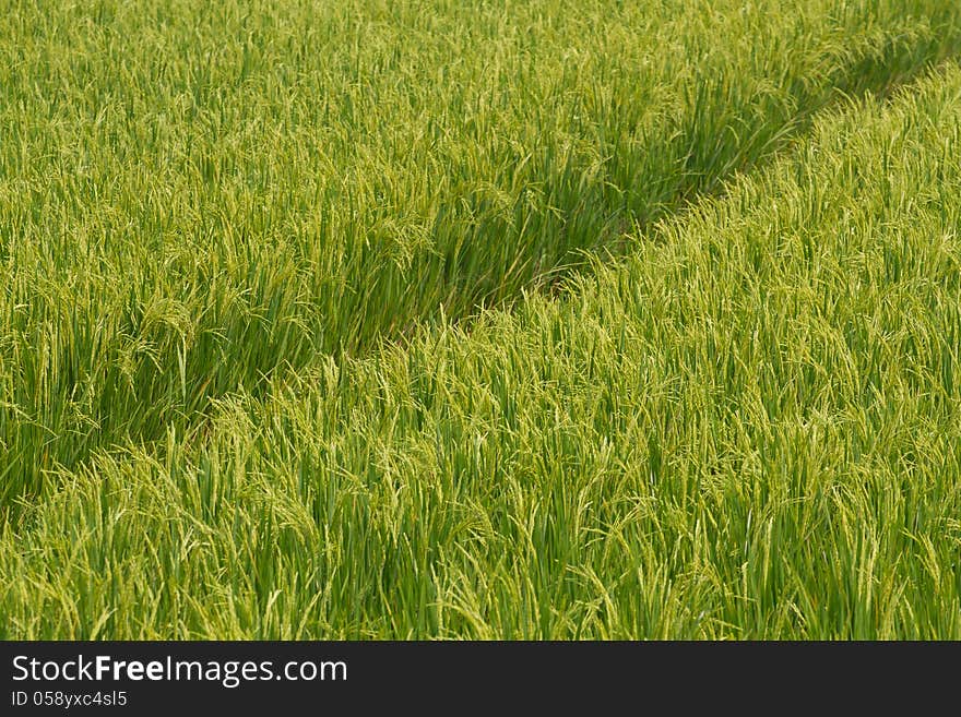 Rice field green grass agriculture food farm background texture