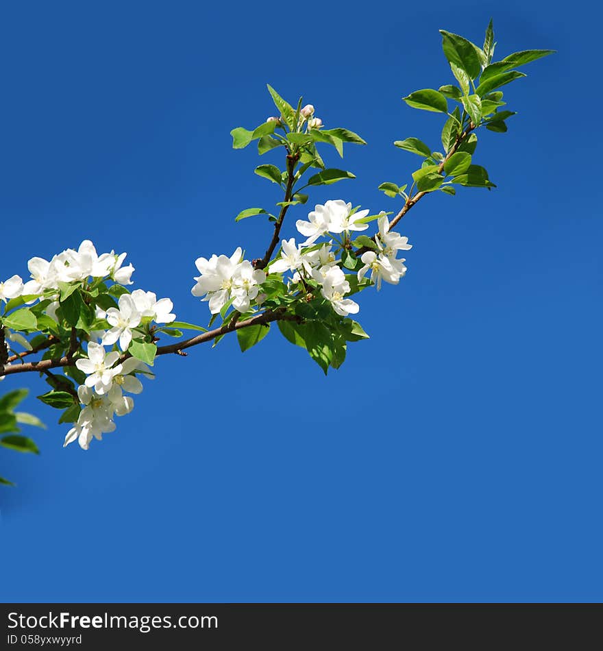 Blossoming apple-tree