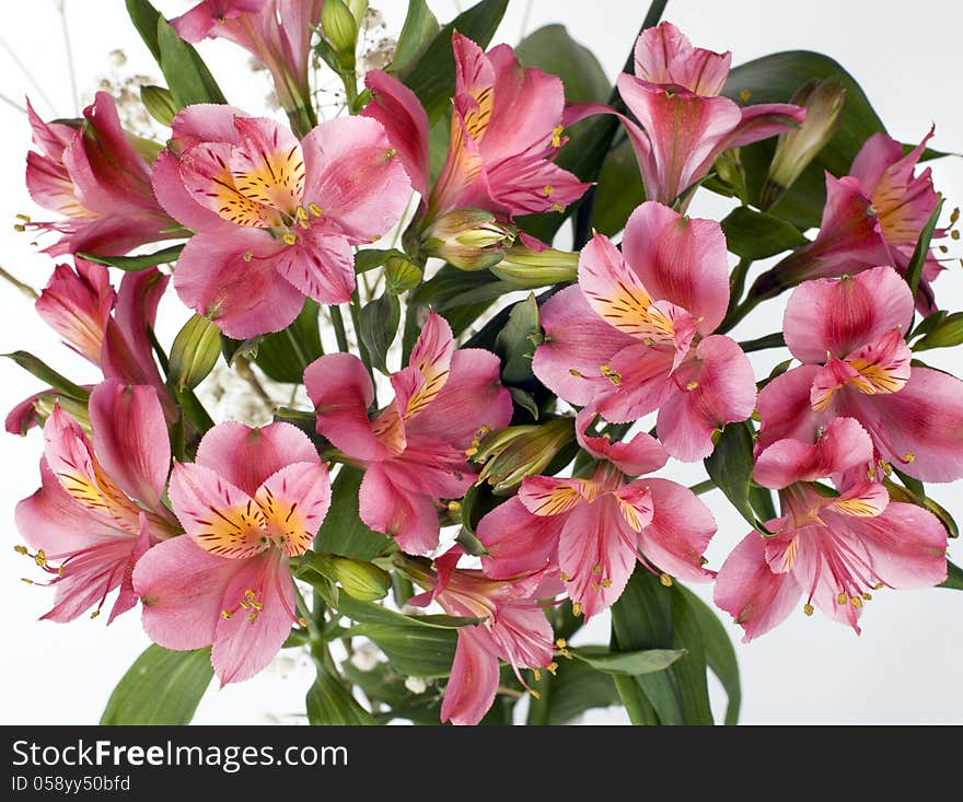 Alstroemeria flowers on a white background