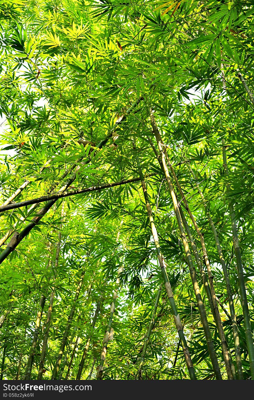 Bamboo forest with glorious morning sunshine