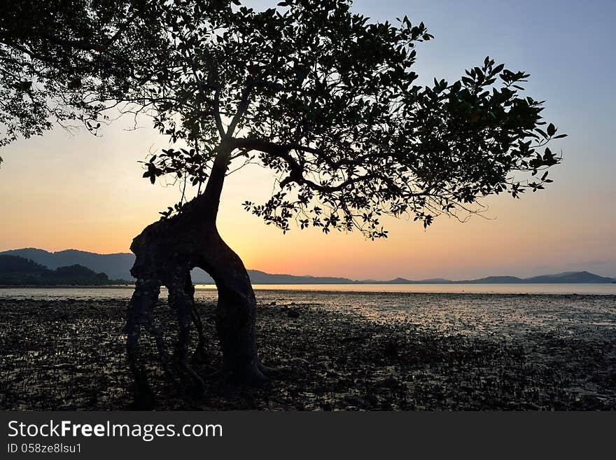 Mangrove Trees Silhouette