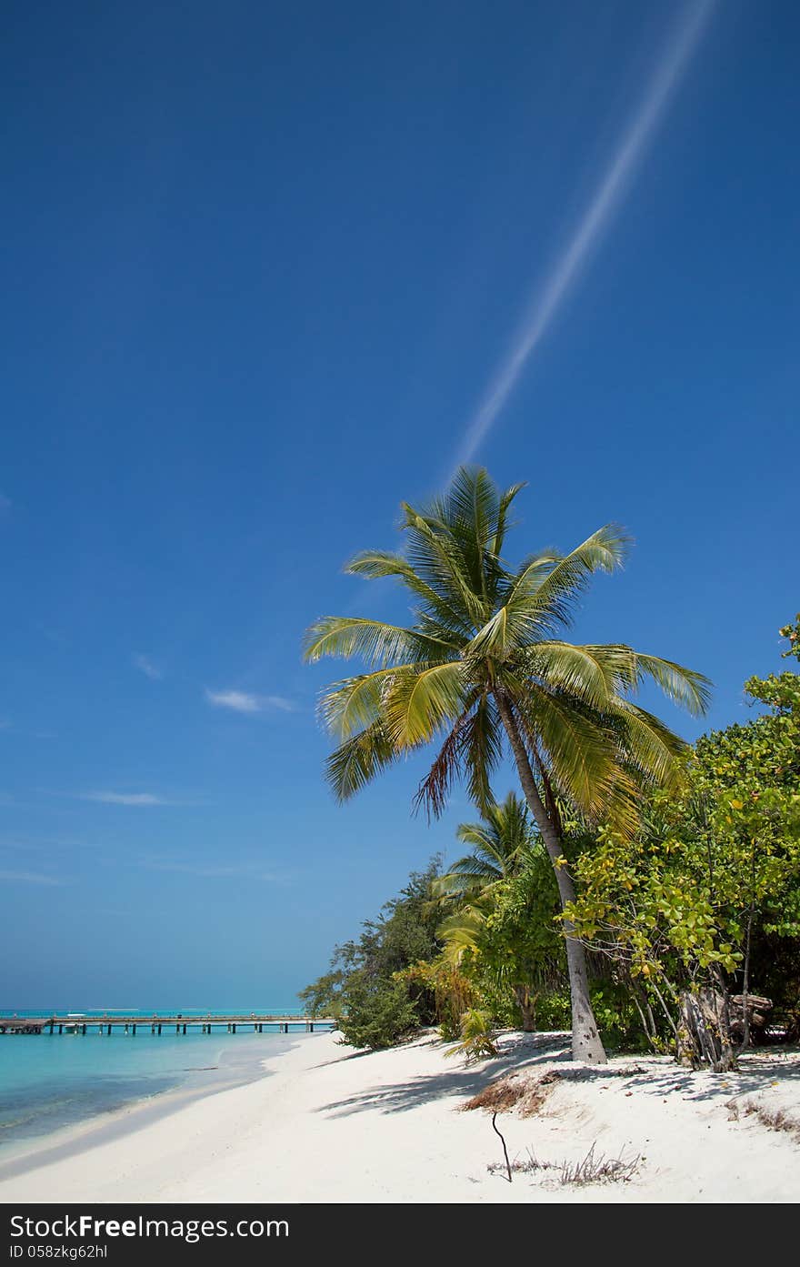 Tropical Beach with Palm Tree