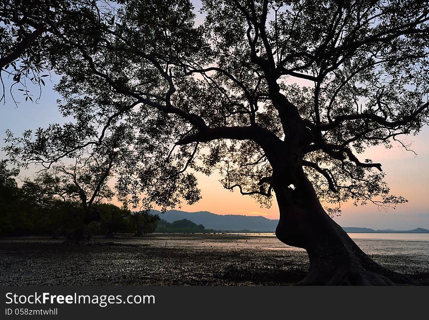 Silhouette of tree sunset