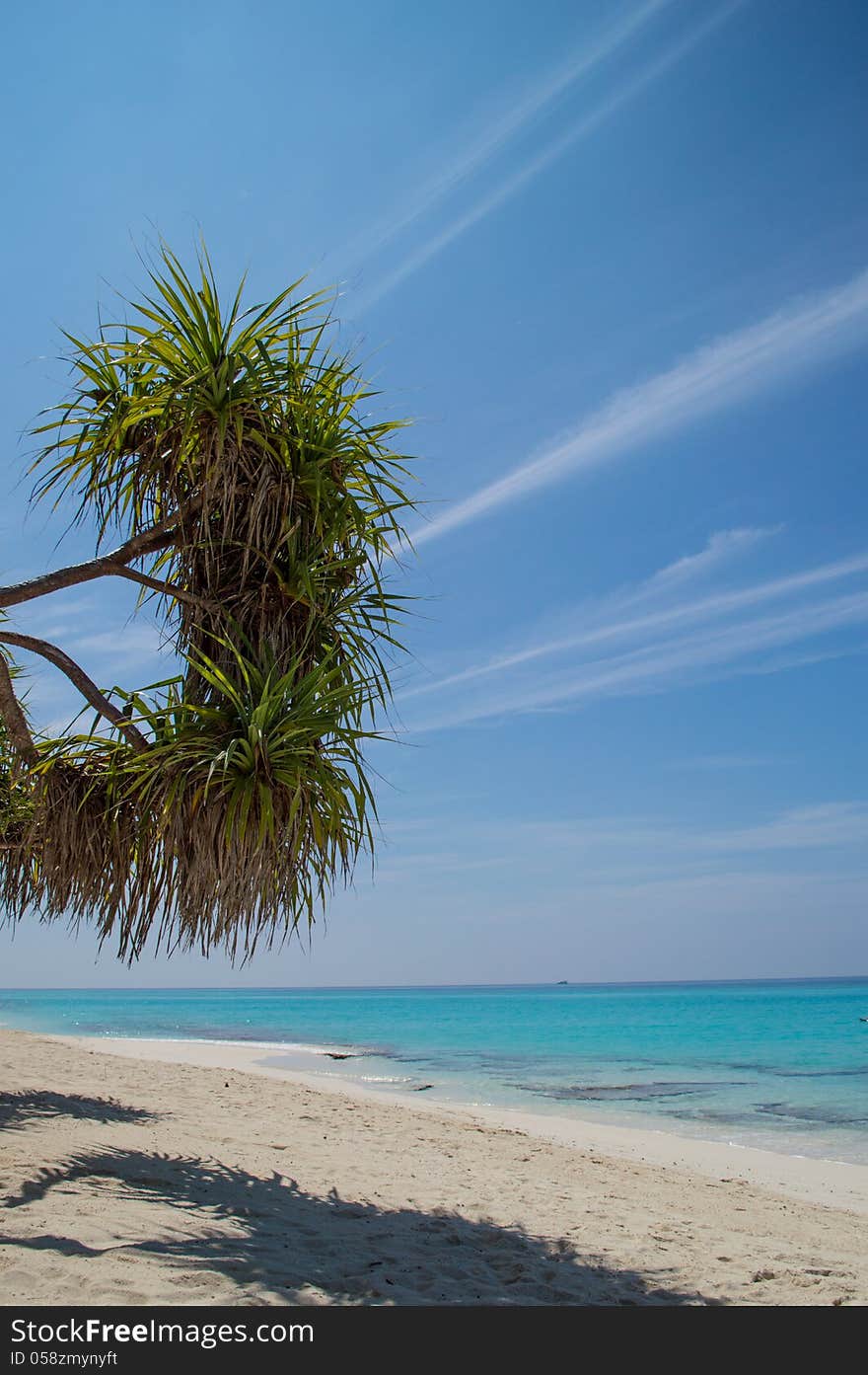 BEAUTIFUL BEACH WITH PALM TREES