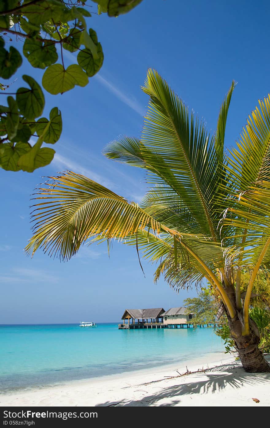 Beautiful Beach with Palm Tree