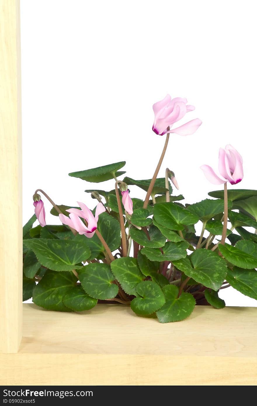 Pink cyclamen and wooden frame, isolated on white background