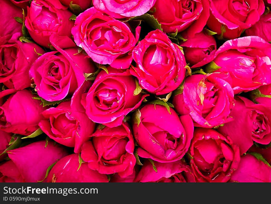 Close up many red rose