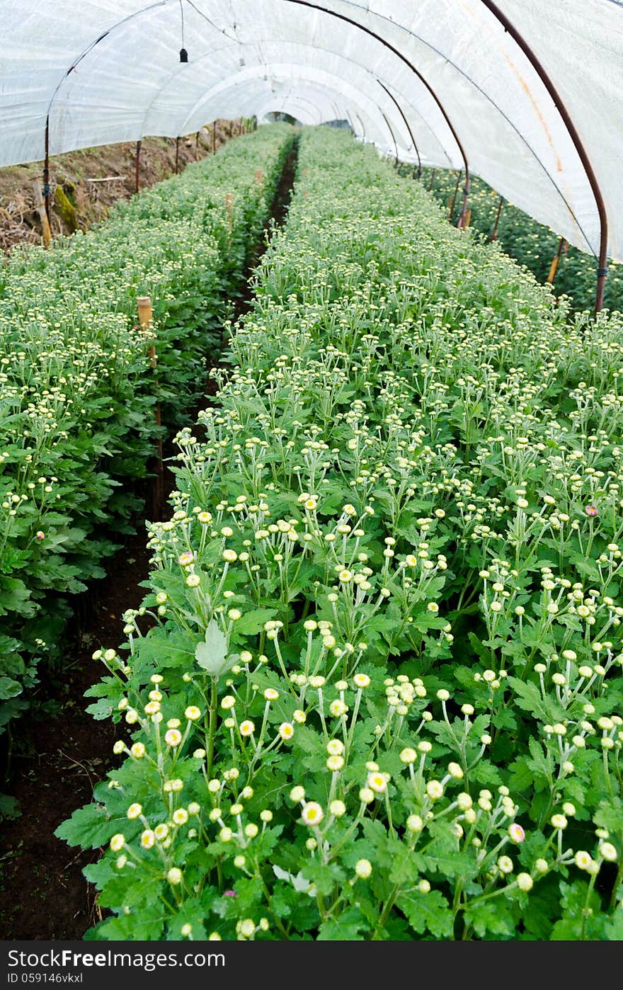 Chrysanthemum Flowers Farms