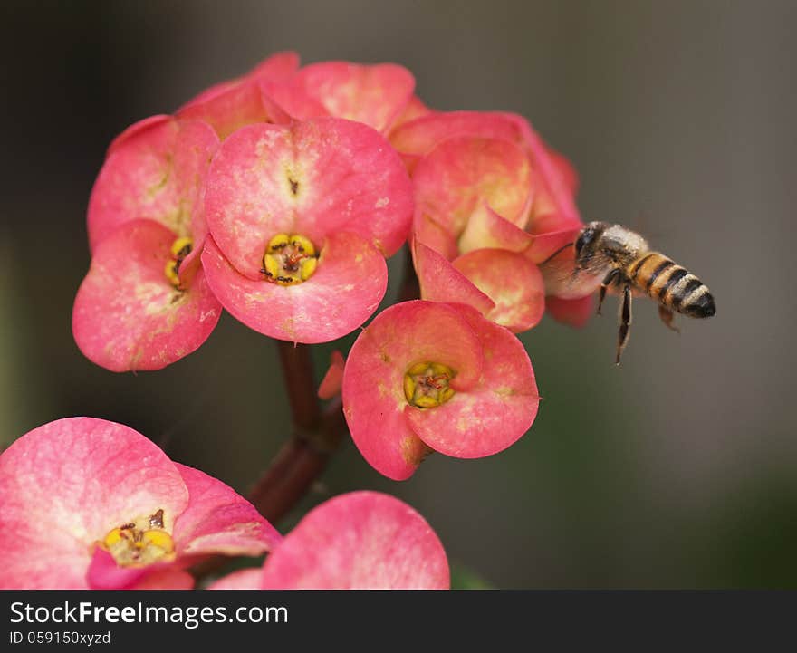 Bee flying towards Ixora flower