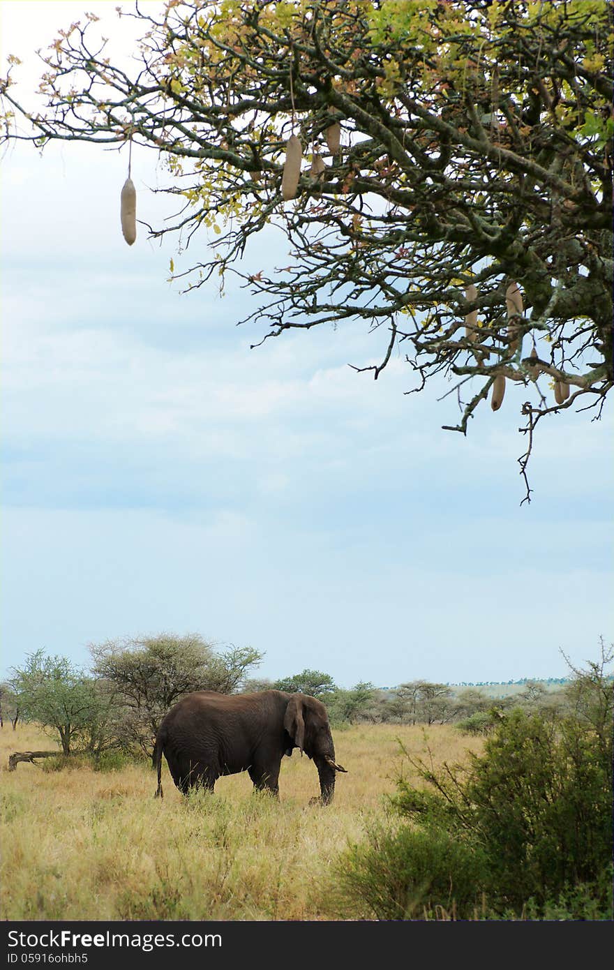 African elephant under sausage tree