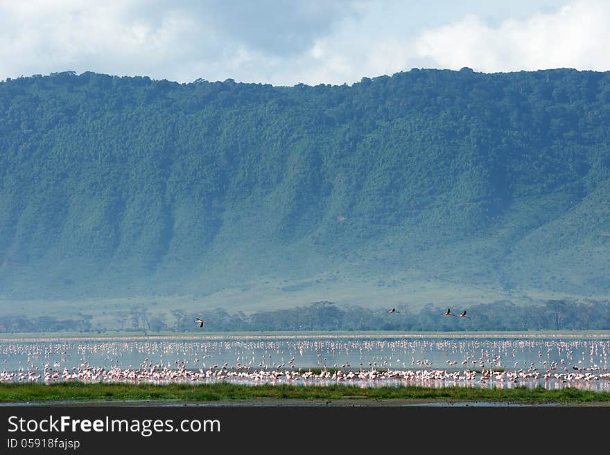 Flamingos in Ngorongoro crater, Tanzania