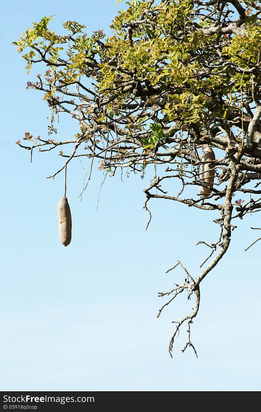 African sausage tree detail