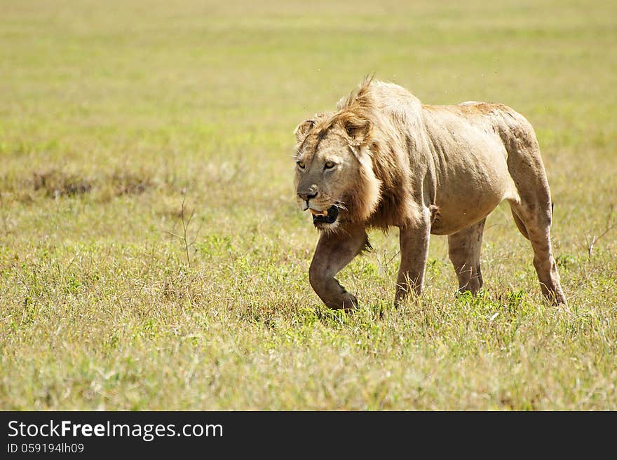 Lion walking in savannah looking for prey in Ngorongoro Crater, Tanzania. Lion walking in savannah looking for prey in Ngorongoro Crater, Tanzania