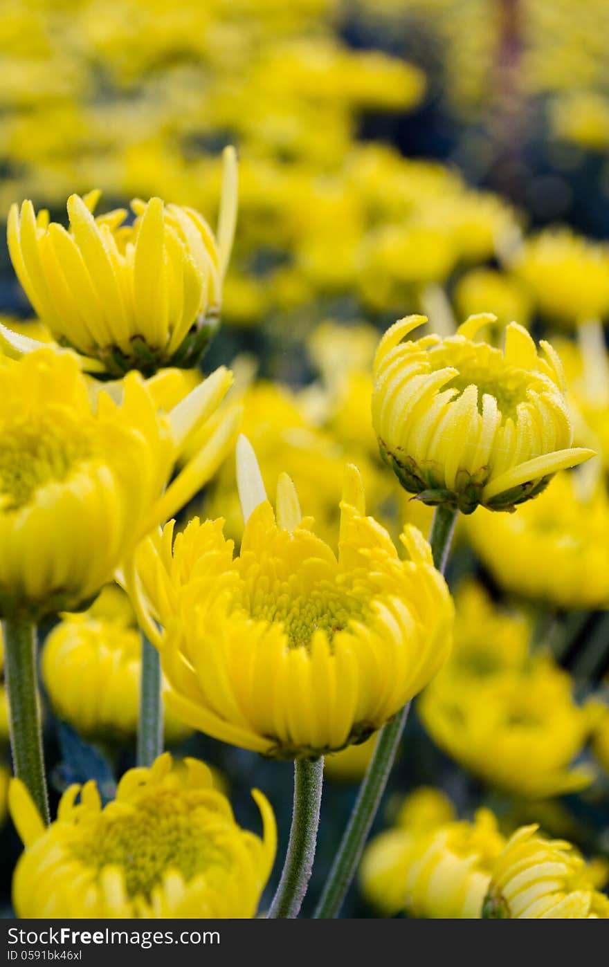 Yellow chrysanthemum close up, fresh wet with morning dew