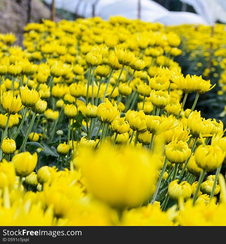 Yellow chrysanthemum farm