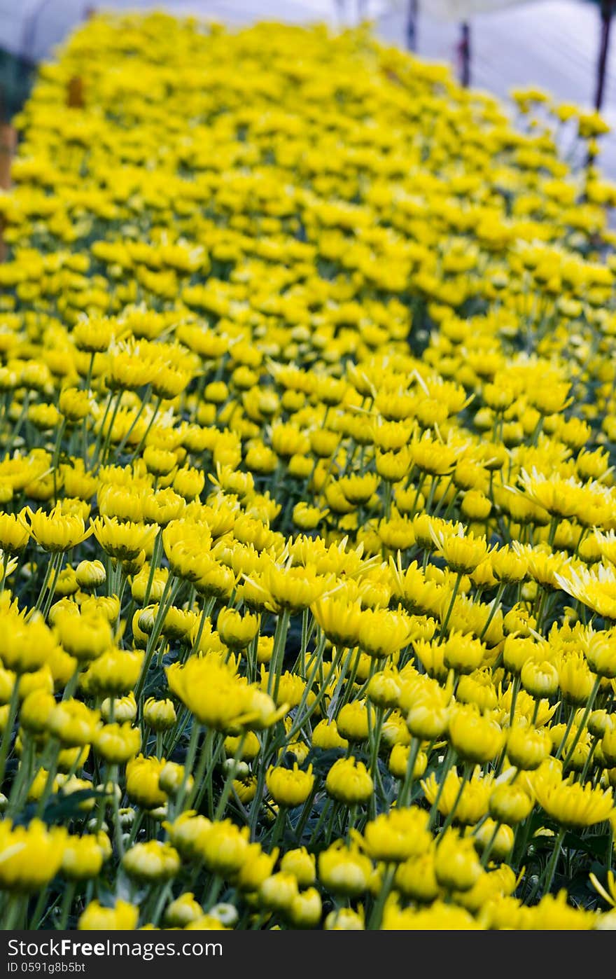 Chrysanthemum farm on Doi Inthanon mountain in Chiang Mai, Thailand. Chrysanthemum farm on Doi Inthanon mountain in Chiang Mai, Thailand.