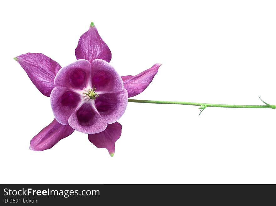 Aquilegia flower isolated on white background