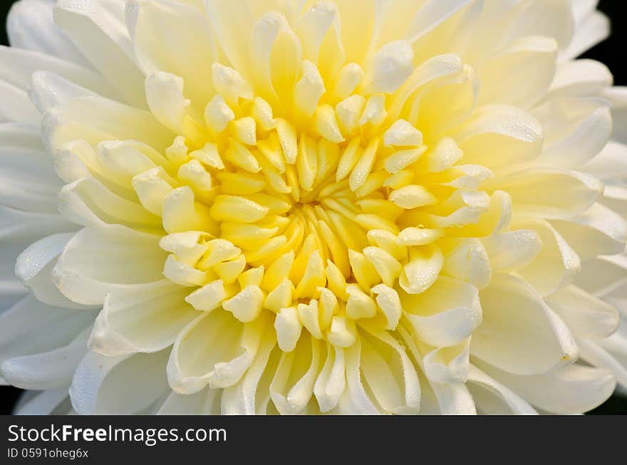 White chrysanthemum close up, fresh wet with morning dew