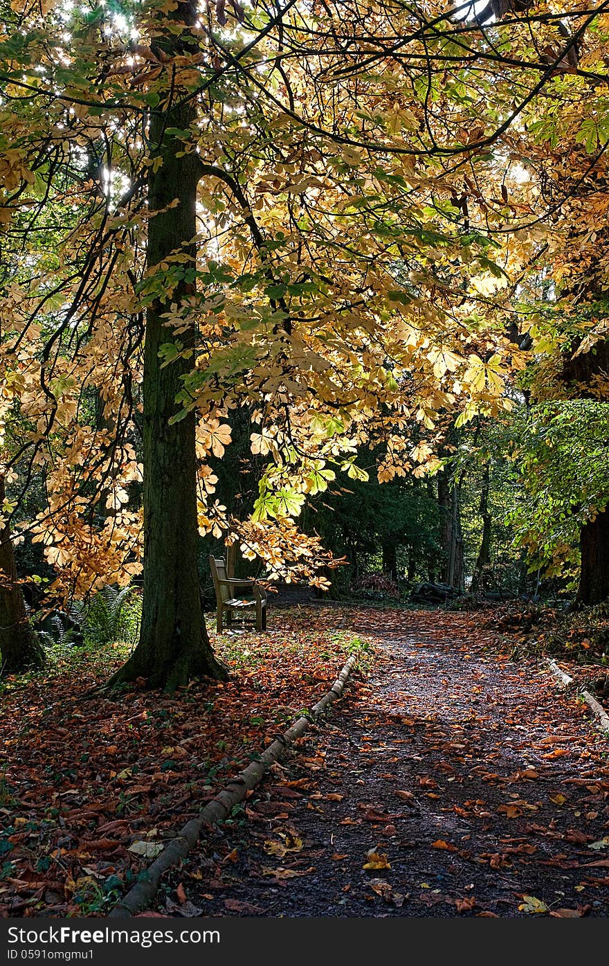 Autumn scene in a park